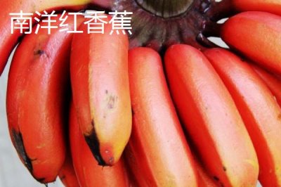 香蕉的產(chǎn)地，原產(chǎn)地是東南亞