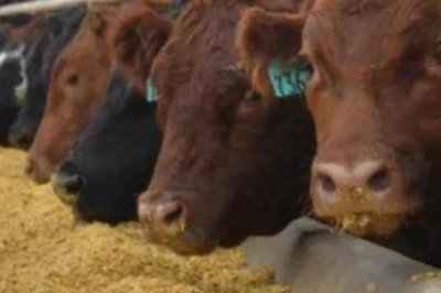 谷飼與草飼有什么區(qū)別，前者指牛的主食為谷物、后者指牛的主食為青草