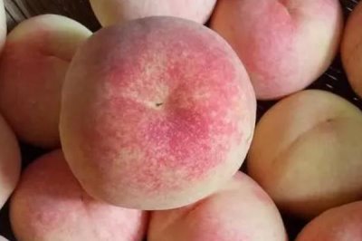 黑桃皇后的價(jià)格，品種不同價(jià)格也不同