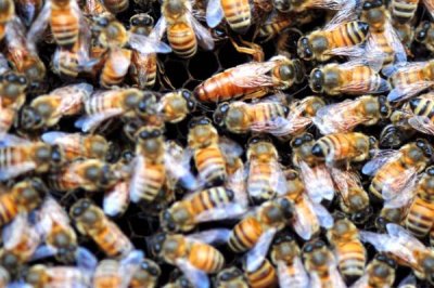 意蜂怎樣組織雙王群，先混淆兩群蜂的群味后再組成雙王群