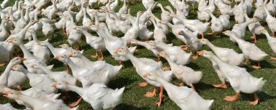 鵝腿軟站不起來的原因和解決方法，飼料中的鈣含量不足、運動量過少均會導(dǎo)致