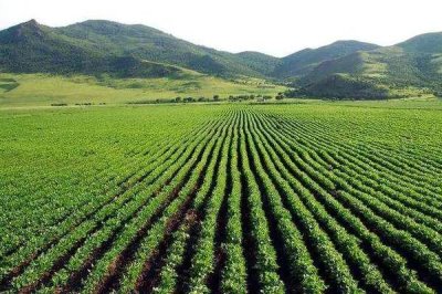 大田種植業(yè)的特色，適合大規(guī)模的機(jī)械化作業(yè)