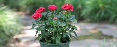 新手養(yǎng)花要注意的問(wèn)題，忌盆土積水