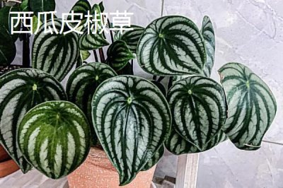 高端名貴的花卉綠植，寶蓮燈既華麗又雍容大氣