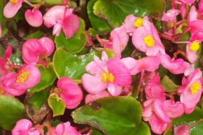 秋海棠的花語，寓意思念、快樂、溫柔等