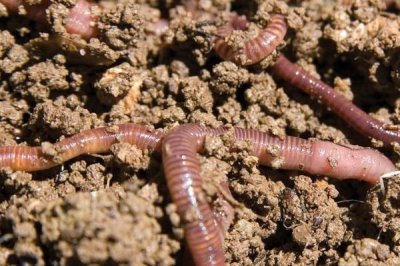 三月河里釣魚技巧，是釣魚的黃金時(shí)節(jié)