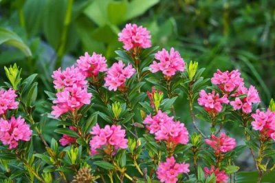 家里養(yǎng)杜鵑花寓意吉祥嗎，家里養(yǎng)杜鵑花是十分吉祥的