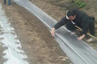雙色地膜的好處，可保墑保肥、減輕蟲害等