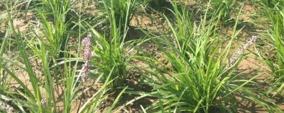 知母的種植注意事項，可以在春、秋兩季種植