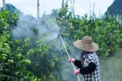 多抗霉素能防治哪些病害，對蔬菜苗期碎倒病、黃瓜霜霉病等有效