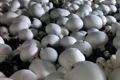 2017年種什么比較賺錢(qián)，種植山藥利潤(rùn)可觀(guān)