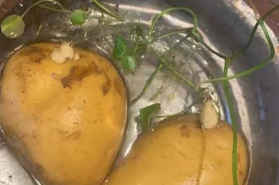 土豆能不能種在水里，可以在水中種植