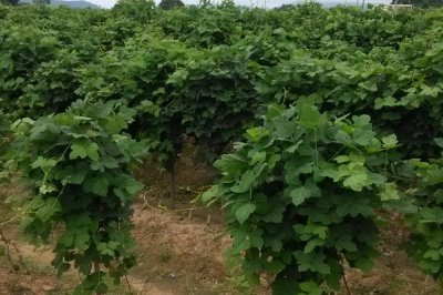 菜用葛根的種植前景，目前來看前景較廣闊