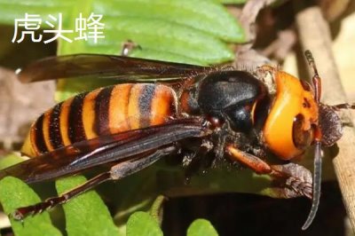 人頭蜂與虎頭蜂的性情，二者都屬于兇猛的蜜蜂品種