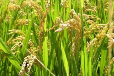 武粳2181水稻種子特點(diǎn)，全生育期152.5天