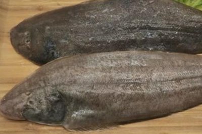 踏板魚是龍利魚嗎，二者是同一種魚