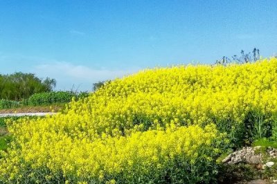 油菜高產(chǎn)栽培技術(shù)，長(zhǎng)江流域的播期最遲不超過(guò)10月中旬