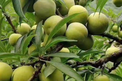 種李子用什么土比較好，用黑土比較好