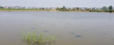 靜水土池塘養(yǎng)魚高產(chǎn)技術，放養(yǎng)密度應超過1000尾