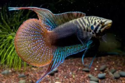 圓尾斗魚(yú)的產(chǎn)地，主要分布在日本、韓國(guó)、俄國(guó)等地