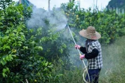 除草劑的分類，可按殺滅方式和作用方法來(lái)分類