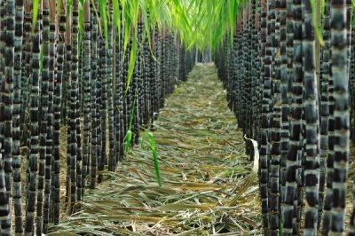 秋季如何管理甘蔗，蔗田需做好防風(fēng)措施