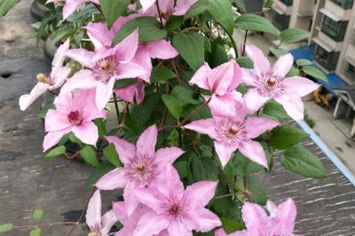 鐵線蓮的花語，寓意高潔美麗、和平和諧等