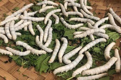 養(yǎng)蠶的方法，桑葉要保證新鮮無水