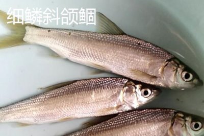 黃尾魚是什么魚，是中小型淡水魚類