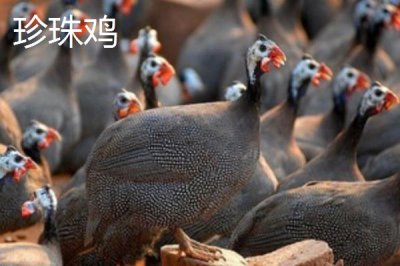 特種雞的價(jià)格，根據(jù)實(shí)際情況選擇養(yǎng)殖品種