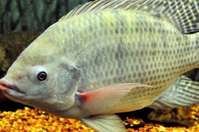 0.8號子線可以釣多大的魚，適合垂釣1-2斤的魚種