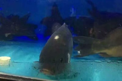 富貴斑的主要產(chǎn)地，主產(chǎn)于歐洲和我國(guó)新疆額爾齊斯河水系