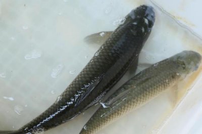 10號(hào)丸世鉤搭配什么魚線，可搭配2.0號(hào)子線、3.0號(hào)主線