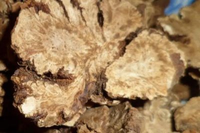 川芎的種植效益,主要取決于實(shí)際產(chǎn)量
