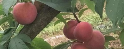早紅李的產(chǎn)地，原產(chǎn)于日本