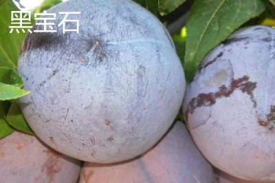 早紅李的產(chǎn)地，原產(chǎn)于日本