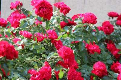 復(fù)古薔薇的花語，寓意純潔的愛、愛的思念