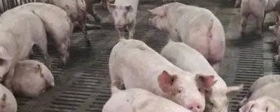 北方冬天怎么給豬圈增溫，安裝供暖設(shè)備可以提高溫度
