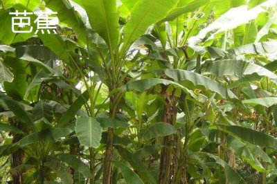 芭蕉和香蕉的區(qū)別，產(chǎn)地和外形均不同