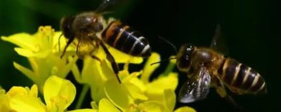 蜜蜂養(yǎng)殖十大忌諱，切忌胡亂飼養(yǎng)