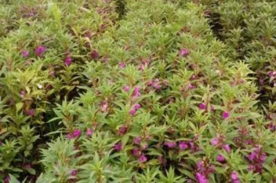 急性子的種植方法，可在春季和夏季播種