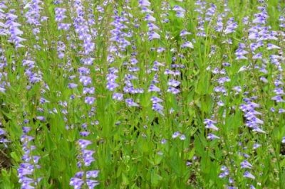 半枝蓮為什么沒(méi)人種，種植技術(shù)和對(duì)環(huán)境要求高