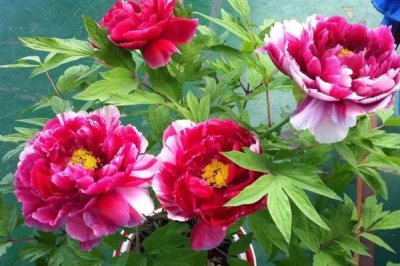 牡丹花的花語(yǔ)，寓意富貴、吉祥、幸福等