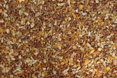 魚內(nèi)臟怎么處理成雞飼料，可直接喂或煮熟喂