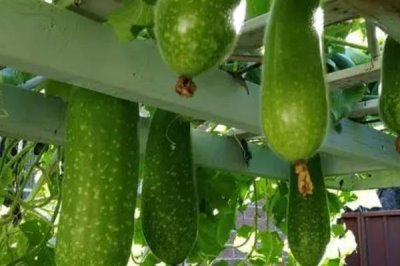 節(jié)瓜種植多久可收獲，根據種植時間決定