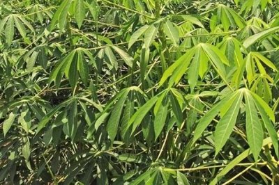 木薯植株萎蔫的癥狀，主要為害植株葉片、頸部