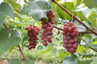 紅玫瑰葡萄有哪些優(yōu)點(diǎn)，產(chǎn)量高、易種植、抗病性好