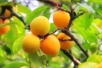 梅子黃時(shí)是指什么季節(jié)，會(huì)由于所處地理位置的不同而不同