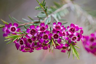 蠟花的花語(yǔ)，寓意剛強(qiáng)堅(jiān)毅、忠貞不渝等