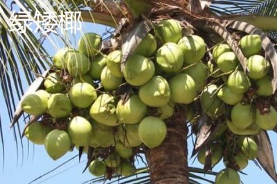 中國椰子的主產(chǎn)地，主產(chǎn)于海南、臺灣、云南等省份